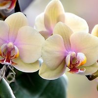 Новое поступление орхидей