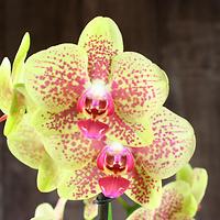 Большое поступление орхидей фаленопсис по 549 р