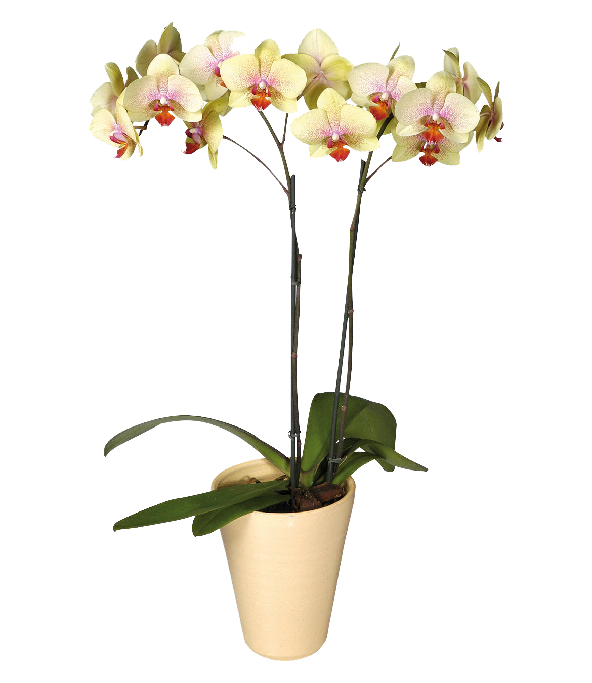 орхидеи фаленопсис в горшках