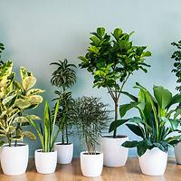Комнатные растения: новая поставка