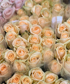 роза россии