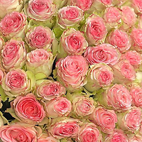 Большое поступление розы Эквадор!