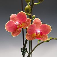 Большое поступление орхидей фаленопсис