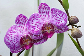 купить орхидеи фаленопсис