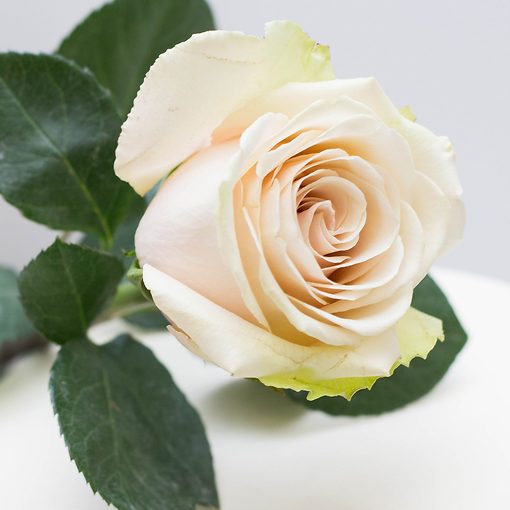 белые розы в подарок