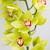 Что означает цвет орхидеи