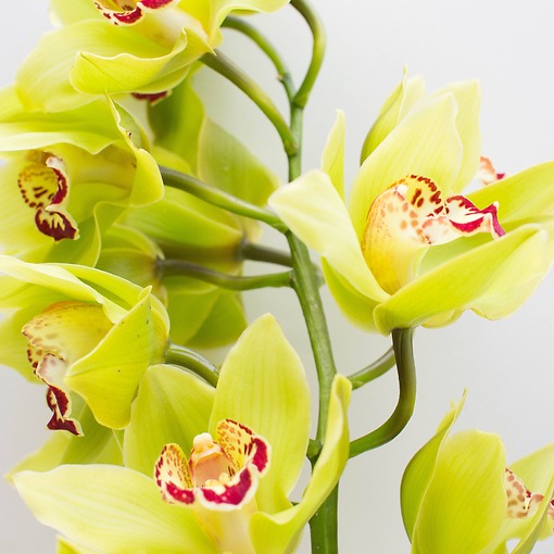 орхидеи со скидкой