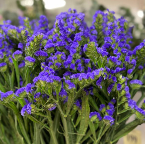 Статица в букетах cтатица в букетах