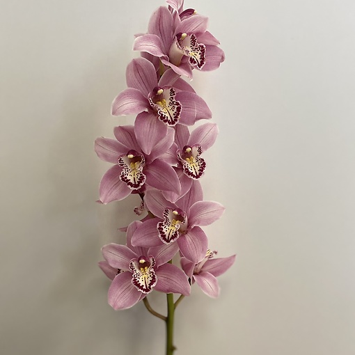 как ухаживать за орхидеями