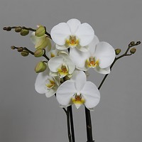 Купи орхидею Фаленопсис и получи вторую в подарок!