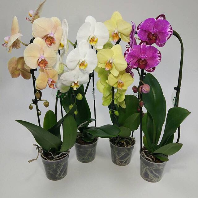 орхидея в подарок
