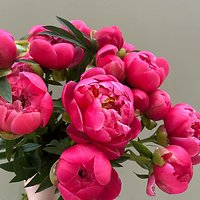 Сезон пионов