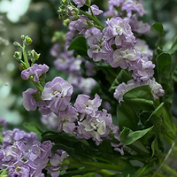 Новая поставка