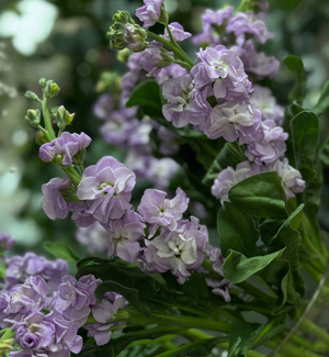 Большое поступление стеклянных ваз большое поступление стеклянных ваз