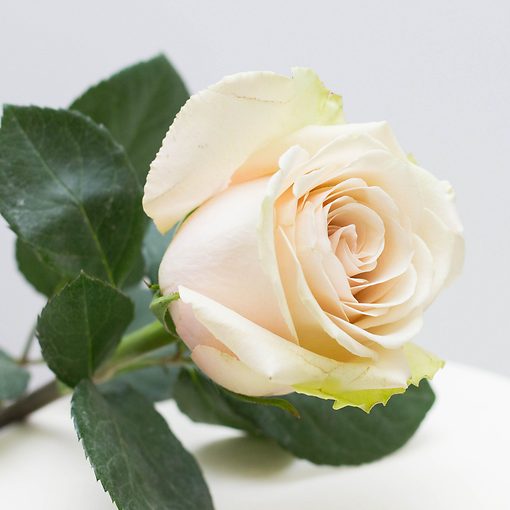 Роза белая из Эквадора (70 см)