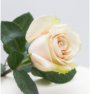 Роза белая, 70 см