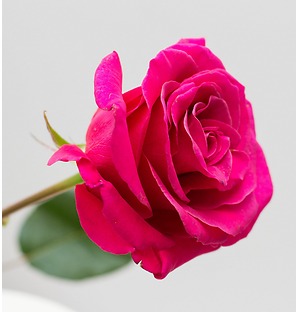 Роза малиновая, 90 см