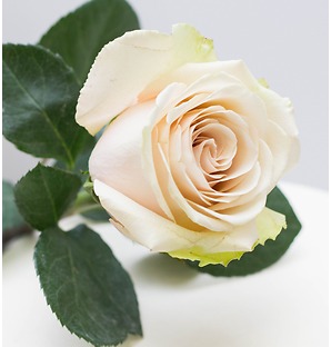Роза белая, 90 см