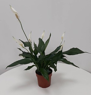 Спатифиллум Свит Чико, 12*45