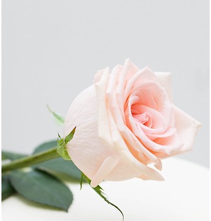 Роза розовая, 80 см