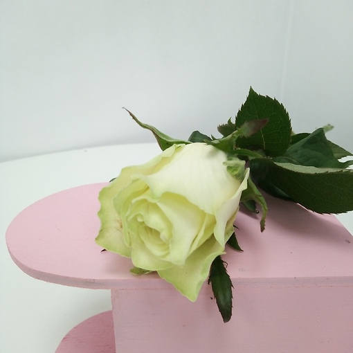 Белая роза, 40 см. Кения