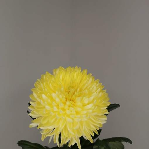Хризантема Одноголовая Желтая 