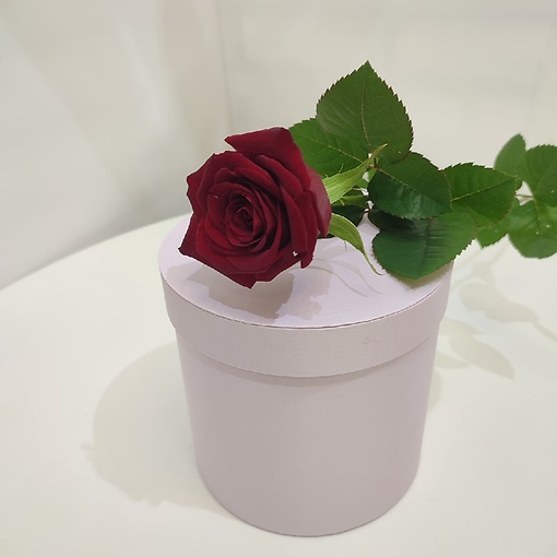 Роза Россия бордовая 60 см