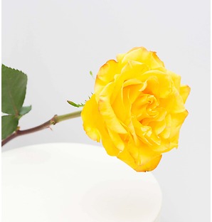 Роза желтая, 70 см