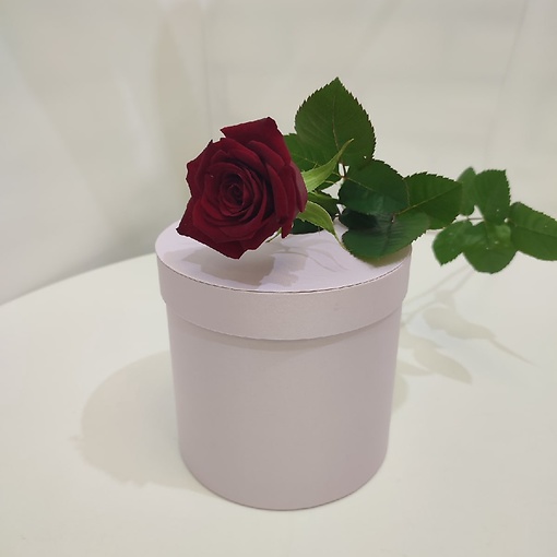 Роза Россия бордовая 70 см