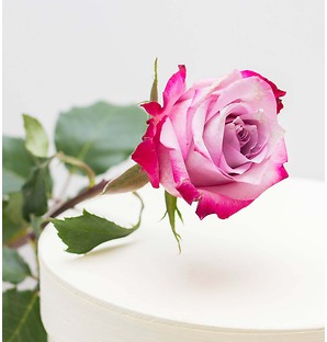 Роза розовая с малиновой окантовкой, 90 см