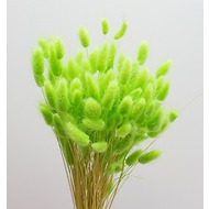 Лагурус зеленый (1 шт)