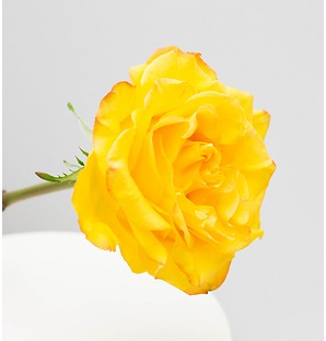 Роза желтая, 80 см