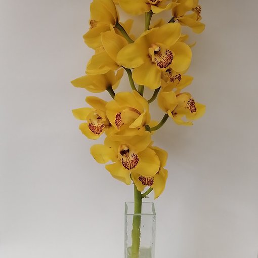 Цимбидиум желтый (1 цветок на ветке) 