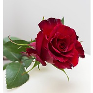 Роза бордовая, 50 см