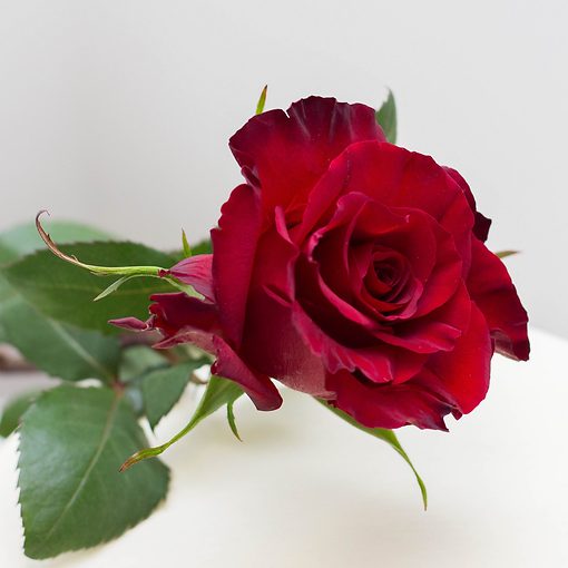 Роза бордовая из Эквадора (50 см) 
