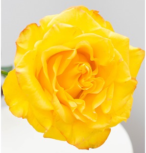 Роза желтая, 90 см