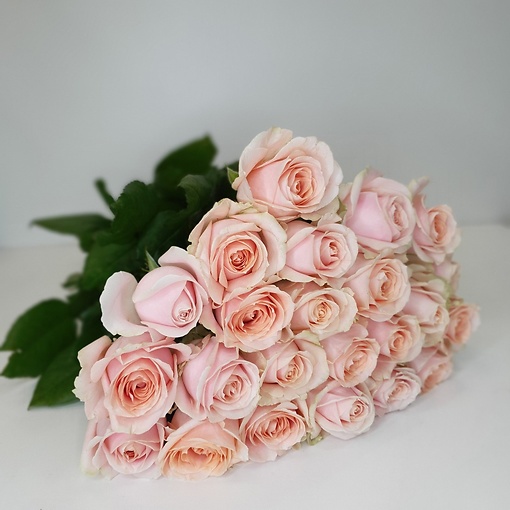 Российская роза кремового оттенка, высота 60 см.