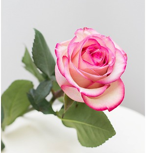 Роза светло-розовая с малиновой окантовкой, 90 см