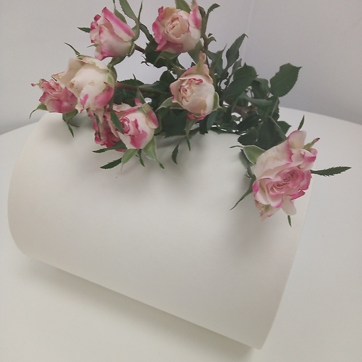 Роза кустовая бело-розовая