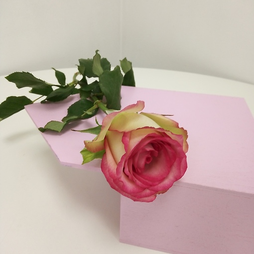 Бело-розовая роза, 40 см