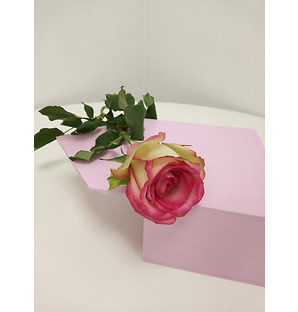 Роза розово-белая, 40 см