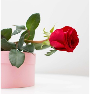 Роза красная, 60 см.