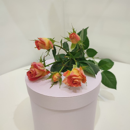 Роза Россия Кустовая персиковая