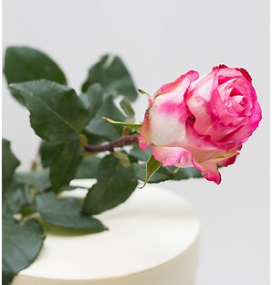 Роза белая с розовой окантовкой, 70 см
