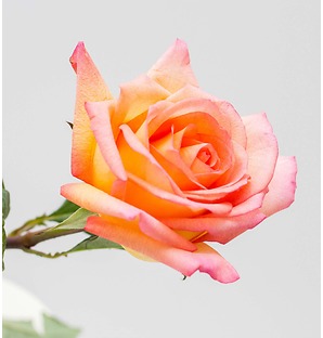 Роза оранжевая, 70 см