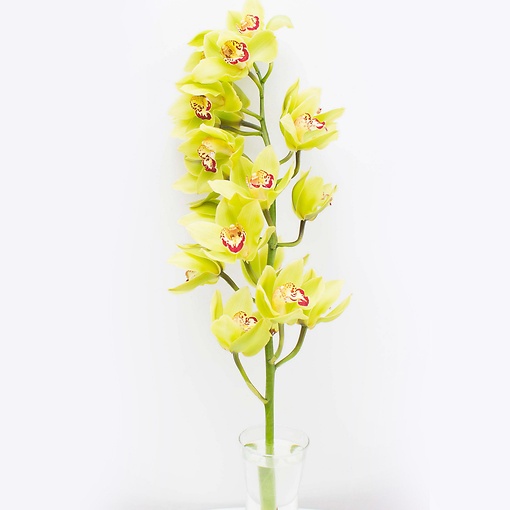 Орхидея Цимбидиум желтая 