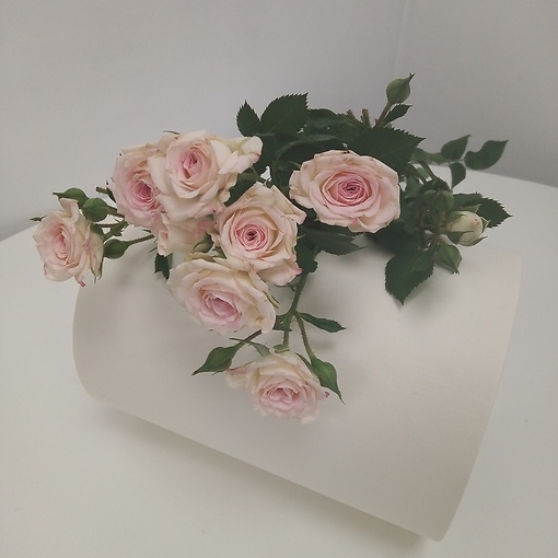 Роза кустовая бледно-розовая