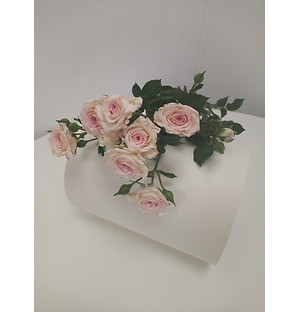 Роза кустовая бледно-розовая, 60см.