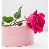 Роза темно-розовая, 50 см