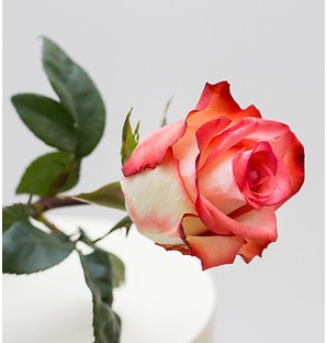 Роза красно-белая, 70 см